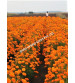 Marigold Orange Iris F1 IHS-786 50 Seeds